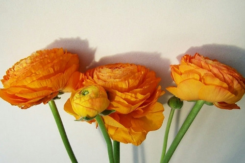 花卉采購(gòu)APP開(kāi)發(fā)的功能及其優(yōu)勢(shì)(圖3) 花卉采購(gòu)APP開(kāi)發(fā)的功能及其優(yōu)勢(shì)(圖3)