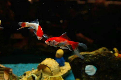 養(yǎng)殖新技術(shù)-養(yǎng)殖系統(tǒng)開發(fā)(圖3) 養(yǎng)殖新技術(shù)-養(yǎng)殖系統(tǒng)開發(fā)(圖3)