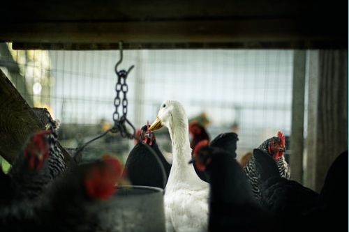 關(guān)于家禽養(yǎng)殖APP開發(fā)的特點(diǎn)(圖1) 關(guān)于家禽養(yǎng)殖APP開發(fā)的特點(diǎn)(圖1)