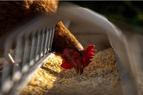 關(guān)于家禽養(yǎng)殖APP開發(fā)的特點(diǎn)(圖2) 關(guān)于家禽養(yǎng)殖APP開發(fā)的特點(diǎn)(圖2)