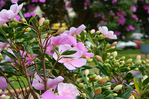德州花卉園藝種植小程序開發(fā)功能模塊(圖2) 德州花卉園藝種植小程序開發(fā)功能模塊(圖2)